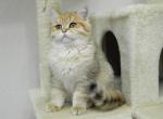 British Shorthair Kevin - British Shorthair Cat For Sale - Chicago&comma; IL&comma; US