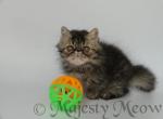 Tyson - Persian Cat For Sale - Yucca Valley&comma; CA&comma; US