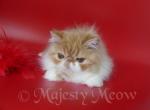 Palcasha - Persian Cat For Sale - Yucca Valley&comma; CA&comma; US