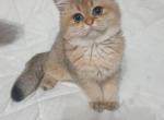 Simba1 - British Shorthair Cat For Sale - Chicago&comma; IL&comma; US