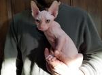 Otis - Sphynx Cat For Sale - Rockford&comma; IL&comma; US