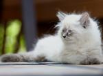 Finley Mack Helios - Siberian Cat For Sale - Ashburn&comma; VA&comma; US