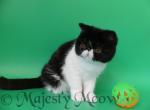 Assole - Exotic Cat For Sale - Yucca Valley&comma; CA&comma; US