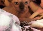 Canadian Sphynxs - Sphynx Cat For Sale - Brooklyn&comma; NY&comma; US