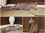 F3 Savannah Brown Male - Savannah Cat For Sale - New Holland&comma; PA&comma; US
