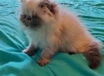 Himalayan Persian Kitten - Himalayan Cat For Sale - Satellite Beach&comma; FL&comma; US