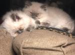 Lilac Himalayan Male Perfect Holiday Gift - Himalayan Cat For Sale - Biglerville&comma; PA&comma; US