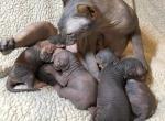 Faith x Danta Litter - Sphynx Cat For Sale - Scottsdale&comma; AZ&comma; US