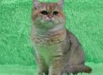 Simba - British Shorthair Cat For Sale - Chicago&comma; IL&comma; US