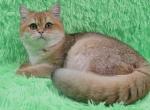 Solomon2 - Scottish Straight Cat For Sale - Chicago&comma; IL&comma; US