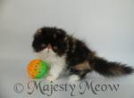 Monica - Persian Cat For Sale - Yucca Valley&comma; CA&comma; US