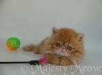 Pokemon - Persian Cat For Sale - Yucca Valley&comma; CA&comma; US