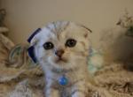 Blue Ribbon - Scottish Fold Cat For Sale - Huntington Beach&comma; CA&comma; US