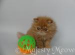 Lissa - Persian Cat For Sale - Yucca Valley&comma; CA&comma; US