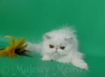 Snezhana - Persian Cat For Sale - Yucca Valley&comma; CA&comma; US