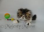 Brooney - Persian Cat For Sale - Yucca Valley&comma; CA&comma; US