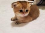 Golden Girl - Scottish Straight Cat For Sale - Brooklyn&comma; NY&comma; US