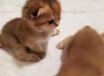 Golden baby - Scottish Fold Cat For Sale - Brooklyn&comma; NY&comma; US