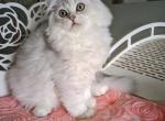 Casper - Scottish Straight Cat For Sale - Chicago&comma; IL&comma; US