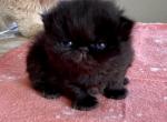 Available black CPC female Champion sired - Persian Cat For Sale - Sheridan&comma; MI&comma; US