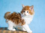 UA Mazurka Chicago - Maine Coon Cat For Sale - Brooklyn&comma; NY&comma; US
