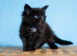 UA Mazurka Dakota - Maine Coon Cat For Sale - Brooklyn&comma; NY&comma; US
