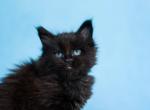 UA Mazurka Dark Night - Maine Coon Cat For Sale - Brooklyn&comma; NY&comma; US