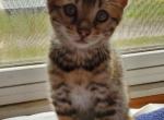 Marble - Bengal Cat For Sale - Bradner&comma; OH&comma; US