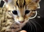 Cheetah - Bengal Cat For Sale - Bradner&comma; OH&comma; US