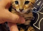 Chief - Bengal Cat For Sale - Bradner&comma; OH&comma; US