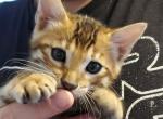 Leo - Bengal Cat For Sale - Bradner&comma; OH&comma; US