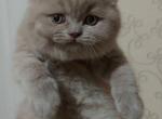 Marco - Scottish Fold Cat For Sale - Chicago&comma; IL&comma; US
