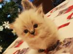 Shy's Himalyan Munchin Persian - Himalayan Cat For Sale - Greenville&comma; OH&comma; US