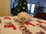 Shy's Himalayan Persian - Himalayan Cat For Sale - Greenville&comma; OH&comma; US
