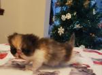 Precious Calico Extreme Flat Faced Persian - Persian Cat For Sale - Greenville&comma; OH&comma; US