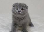 Michaela - Scottish Fold Cat For Sale - Chicago&comma; IL&comma; US