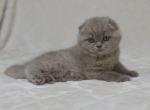 Marco 1 - Scottish Fold Cat For Sale - Chicago&comma; IL&comma; US