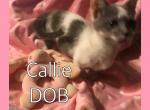 Callie - Munchkin Cat For Sale - FL&comma; US