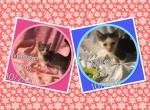 Maggie & Mikey - Munchkin Cat For Sale - FL&comma; US