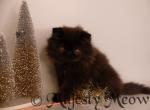 Pepa - Persian Cat For Sale - Yucca Valley&comma; CA&comma; US
