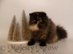 Daliya - Persian Cat For Sale - Yucca Valley&comma; CA&comma; US