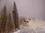 Marselle - Persian Cat For Sale - Yucca Valley&comma; CA&comma; US
