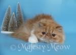 Senya - Persian Cat For Sale - Yucca Valley&comma; CA&comma; US