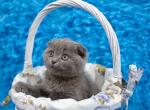 Leon - Scottish Fold Cat For Sale - Chicago&comma; IL&comma; US