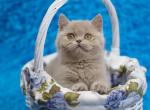 Monica - Scottish Straight Cat For Sale - Chicago&comma; IL&comma; US