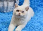 Kevin3 - British Shorthair Cat For Sale - Chicago&comma; IL&comma; US