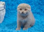 Leila - Scottish Fold Cat For Sale - Chicago&comma; IL&comma; US
