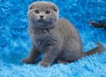 Mihaella1 - Scottish Fold Cat For Sale - Chicago&comma; IL&comma; US