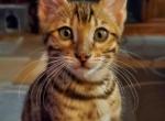 Tiny - Bengal Cat For Sale - Bradner&comma; OH&comma; US