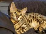 Kira - Bengal Cat For Sale - Bradner&comma; OH&comma; US